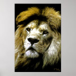 Lions only kill when they are hungry .... posters
