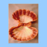 Lions Paw Post Card