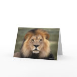 Lions Photograph Greeting Cards
