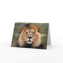 Lions Photograph cards