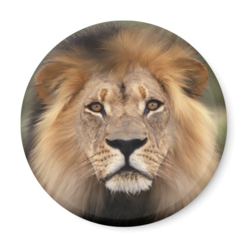 Lions Photograph magnet