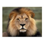 Lions Photograph Post Cards