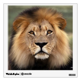 Lions Photograph Room Graphics