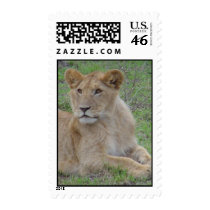 Lions postage