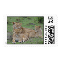 Lions postage