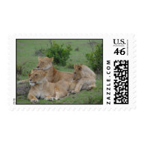 Lions postage