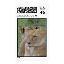 Lions postage