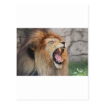 Lions Postcards