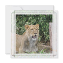 Lions Roar Invitation