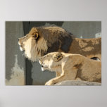 LIONS ROAR MALE / FEMALE LIONESS / LION PRINT