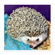 Lioti the hedgehog posters