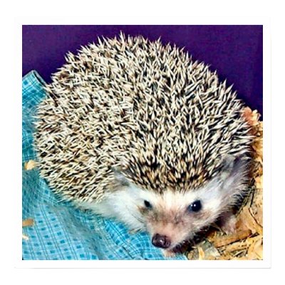 Lioti the hedgehog print by nannyogg