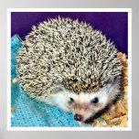 Lioti the hedgehog print