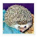 Lioti the hedgehog posters by nannyogg Lioti the hedgehog posters