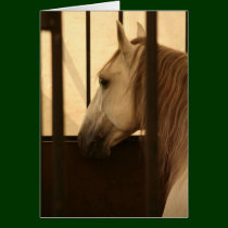 Lipizzan After the Show cards