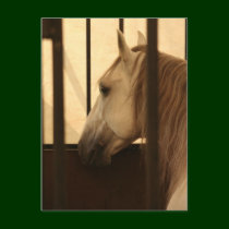 Lipizzan After the Show postcards