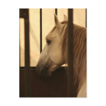 Lipizzan After the Show postcards