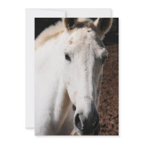 Lipizzaner Horse Invitation