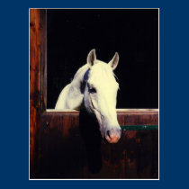 Lipizzaner Horse postcards
