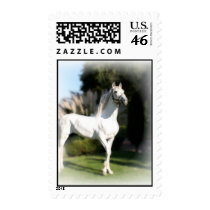 Lipizzaner White Horse Postage Stamp