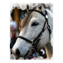 Lippizan Horse Postcard