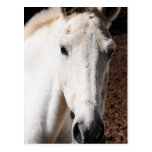 Lippizaner Horse Greeting Card Postcard