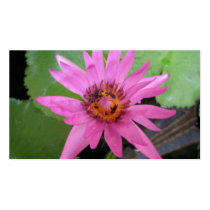 lirio de agua hermoso tarjetas de negocio