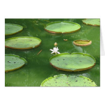 Lirio de agua verde felicitaciones
