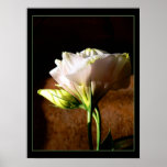 Lisianthus Blossom Posters