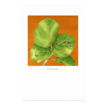 Listeningplant posters