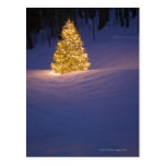 Lit Christmas tree outside Postcard
