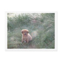litlle dog postcards