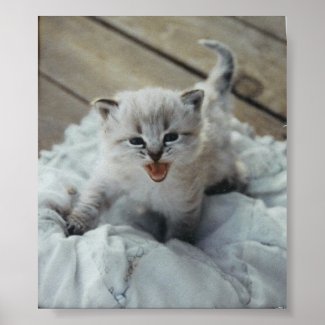 little baby kitten print