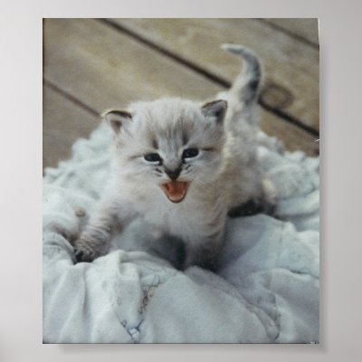 Baby Kittens Pictures on Little Baby Kitten Poster P228213480215284776t5ta 400 Jpg