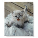 little baby kitten posters by jake0601 little baby kitten posters
