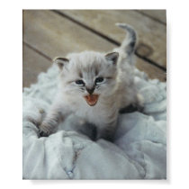 little baby kitten posters