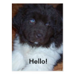 Little baby newfie post cards