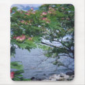 Little Bay Park flowering mimosa tree mousepads by BeautyUnlimited Little Bay Park flowering mimosa tree mousepads