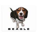 Little Beagle Post Card