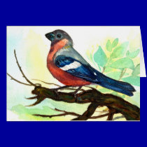 little bird cards