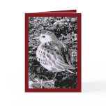 Little Bird Card