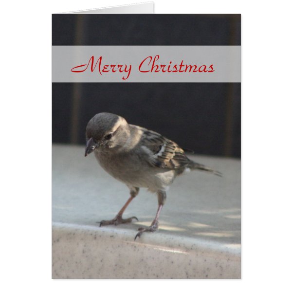 Little Bird Merry Christmas Greeting Card