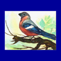 little bird postcards