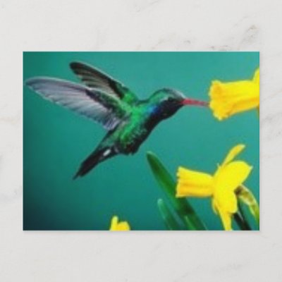  Birds on Little Bird Post Cards From Zazzle Com