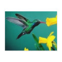 Little Bird postcards