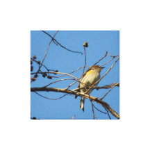 Little Bird Print Stretched Canvas Print