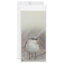 Little Bird rack cards