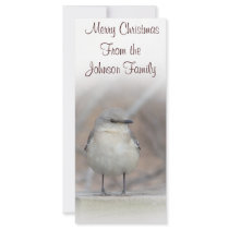 Little Bird rack cards