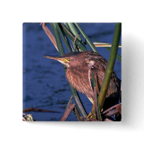 Little Bittern Pinback Buttons