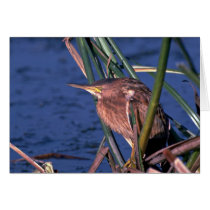 Little Bittern Cards